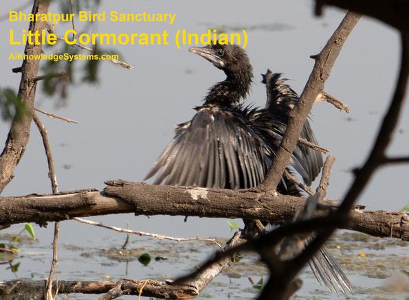 Cormorant Indian (33) Coming Soon